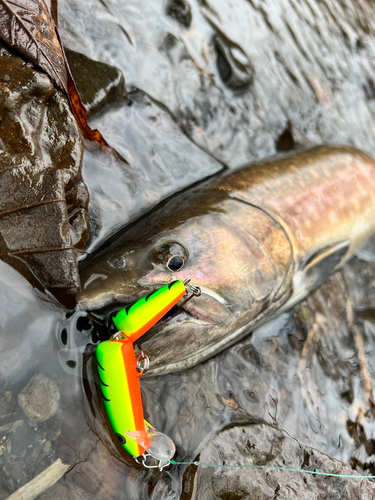 アメマスの釣果