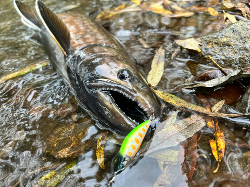 アメマスの釣果