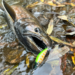 アメマス