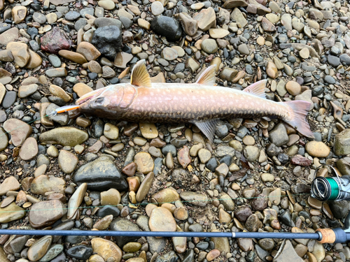 アメマスの釣果