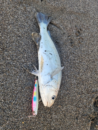 シログチの釣果