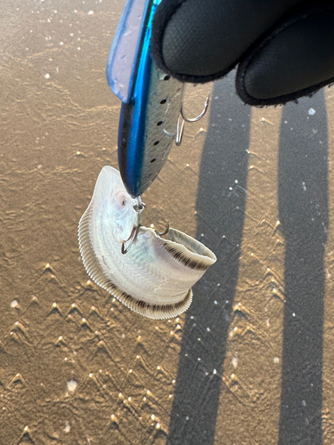 シタビラメの釣果