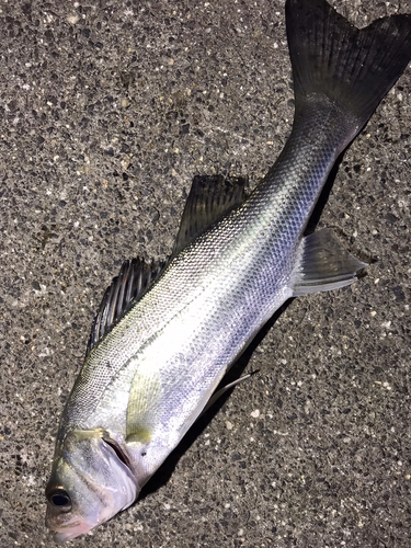 セイゴ（マルスズキ）の釣果