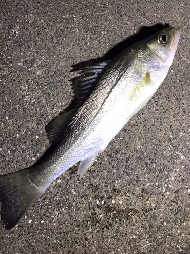 セイゴ（マルスズキ）の釣果