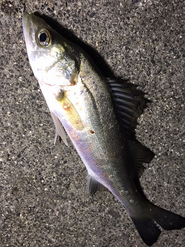 セイゴ（マルスズキ）の釣果