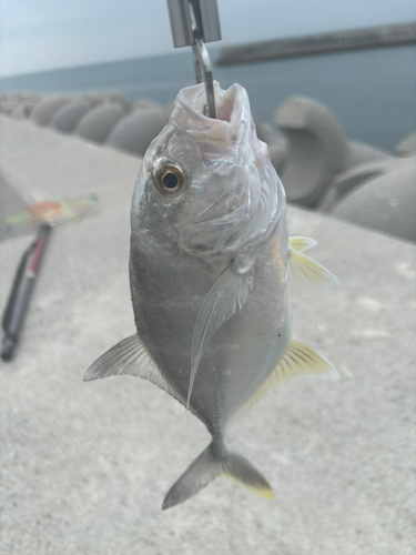 シマアジの釣果