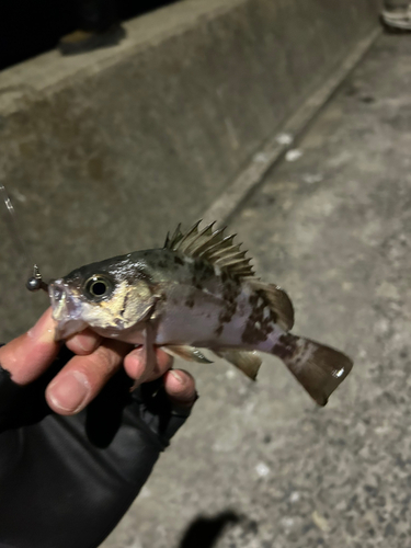 アオメバルの釣果