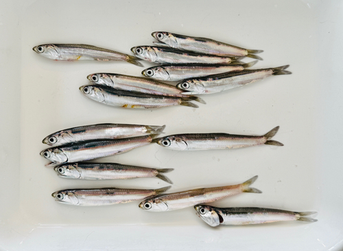 イワシの釣果