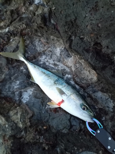 ツバスの釣果