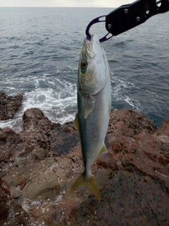 ツバスの釣果