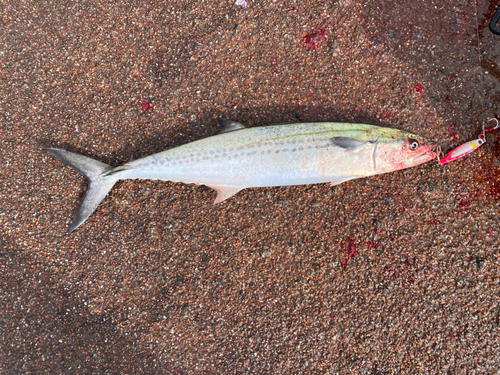 サゴシの釣果