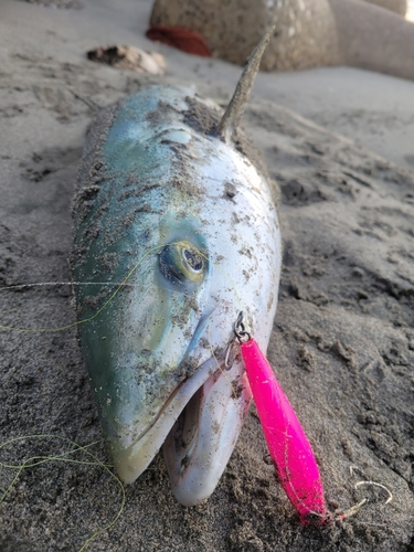 ブリの釣果