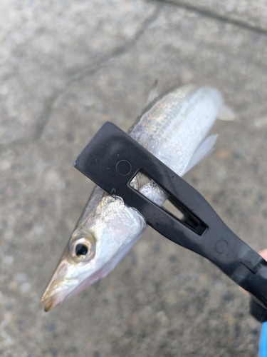 カマスの釣果