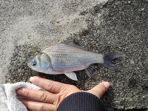 フナの釣果