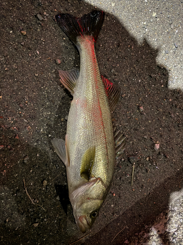 シーバスの釣果