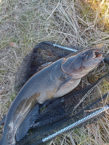 アメリカナマズの釣果