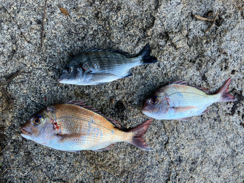 タイの釣果