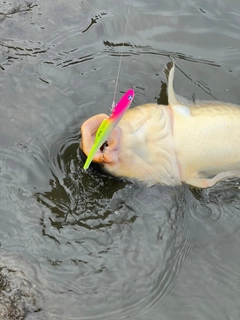 コイの釣果