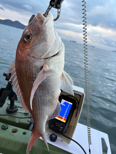 タイの釣果