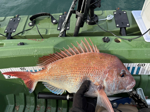 タイの釣果