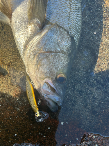 ヒラスズキの釣果