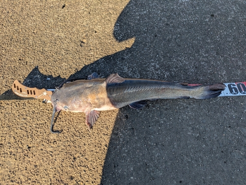 アメリカナマズの釣果