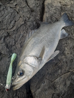 ヒラスズキの釣果