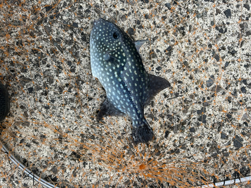 モンガラカワハギの釣果