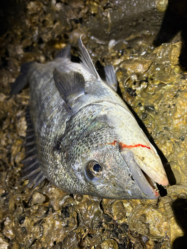 チヌの釣果