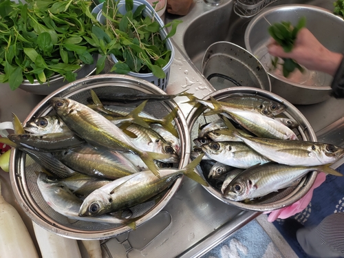 アジの釣果