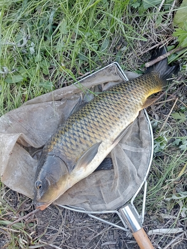 コイの釣果