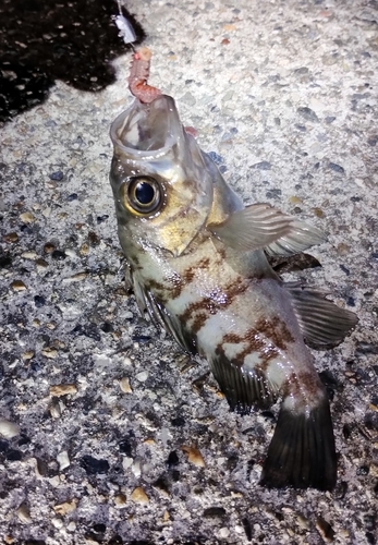 メバルの釣果