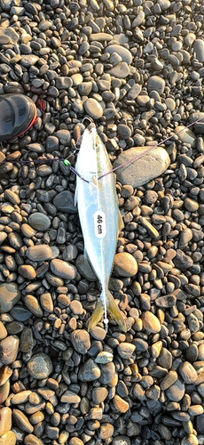 ハマチの釣果