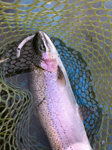 ニジマスの釣果