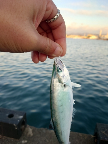 イケカツオの釣果