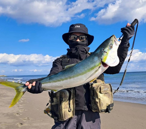 ブリの釣果