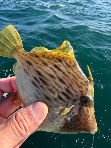 カワハギの釣果