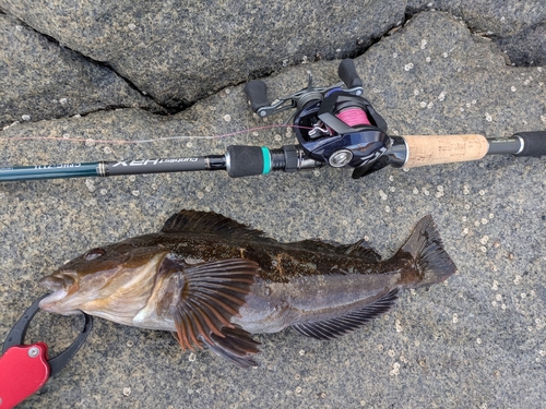 アイナメの釣果