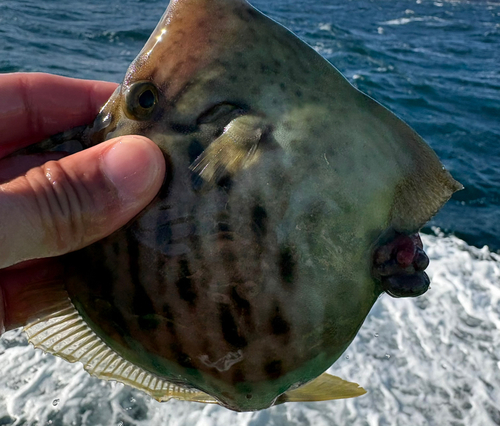 カワハギの釣果