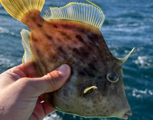 カワハギの釣果