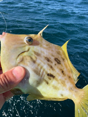 カワハギの釣果