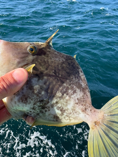 カワハギの釣果