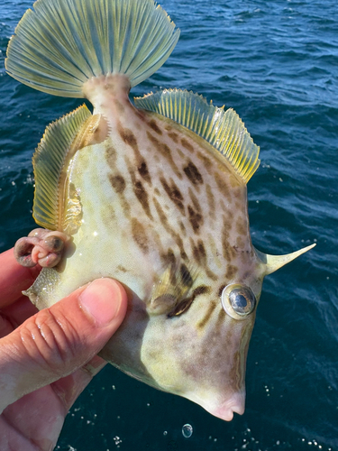 カワハギの釣果