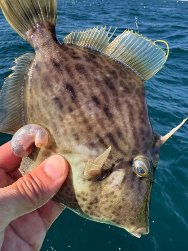 カワハギの釣果