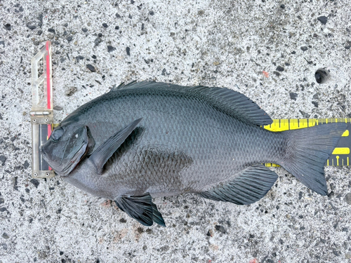 メジナの釣果