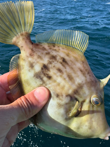 カワハギの釣果