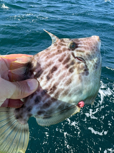 カワハギの釣果