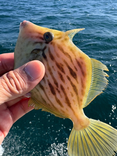 カワハギの釣果