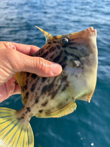 カワハギの釣果