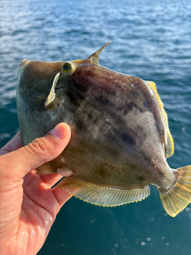 カワハギの釣果